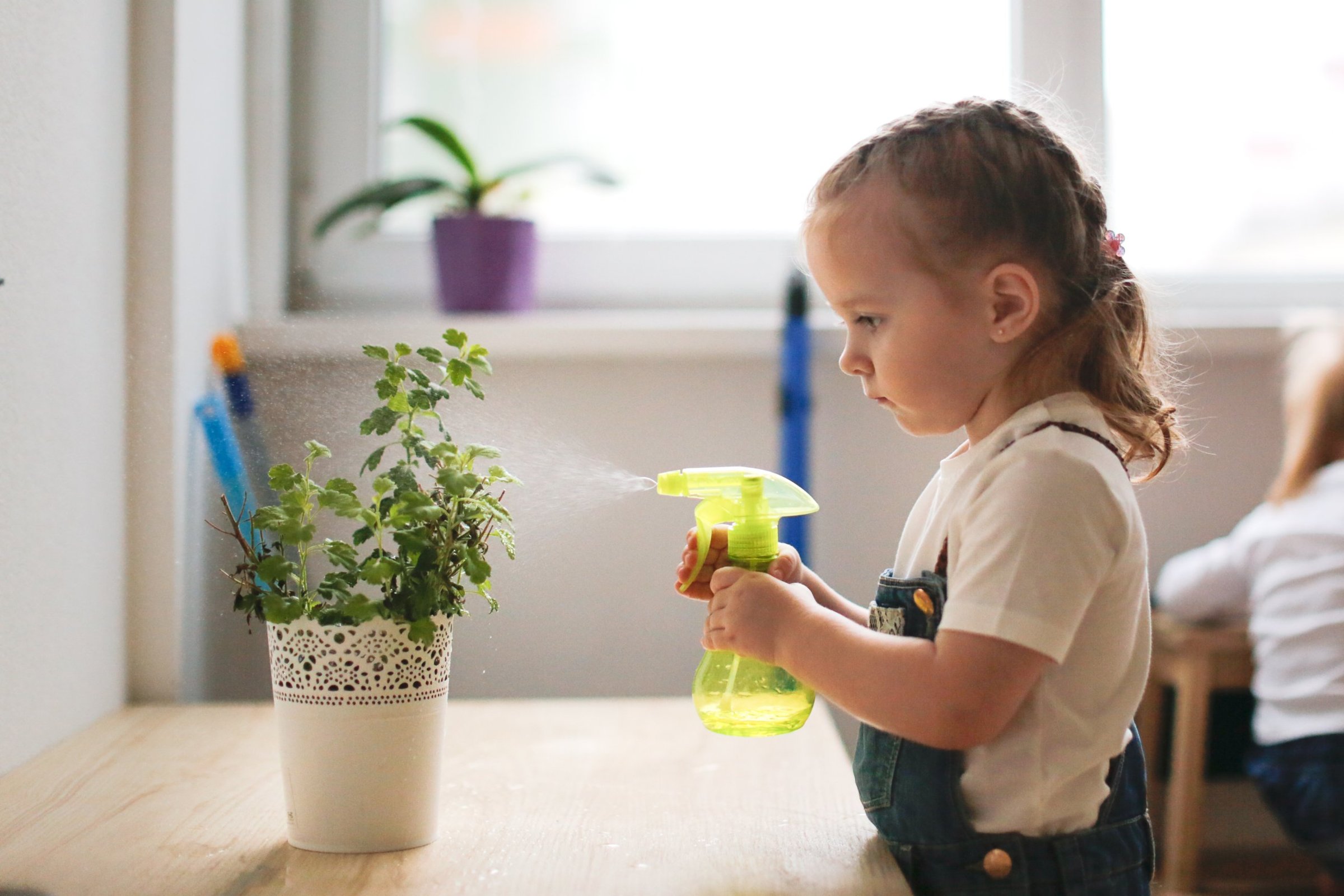 Child misting a plant as part of caring for the classroom